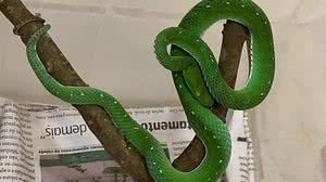 Animal está no serpentário do Zoológico de Brasília | Divulgação/Zoo de Brasília