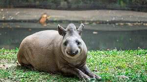 Imagem Idosa leva mais de 60 pontos na mão depois de ser atacada por anta em Vilhena, RO