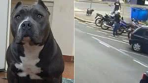 Imagem Cadela que morreu baleada no meio da rua escapou após dono deixar portão aberto