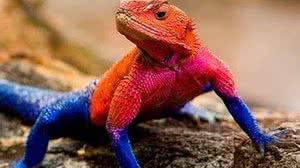 Imagem O verdadeiro 'Homem-Aranha'? Conheça o lagarto que tem as mesmas cores do personagem