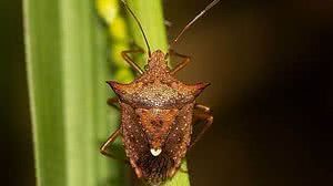 Foto: Reprodução/Shutterstock