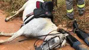 O homem e o cavalo foram eletrocutados | Reprodução / Redes Sociais