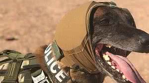 Imagem Exército dos EUA desenvolve 'capacete' para cães militares