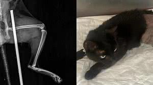 Hospital Veterinário Araújo / Reprodução