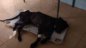 Divulgação/Bombeiros