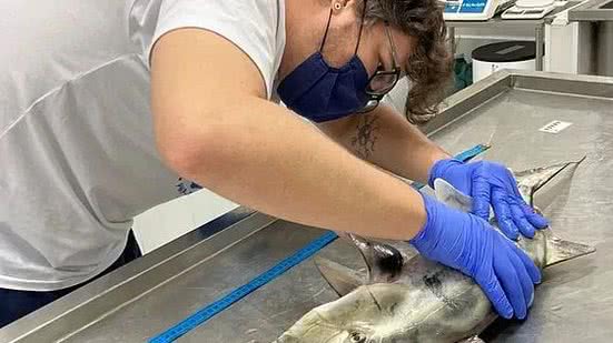 Instituto Biopesca/Divulgação