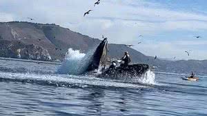 Reprodução /Twitter KMPHFox26