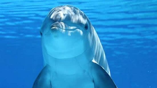 Golfinho | Claudia Beer/Pixabay