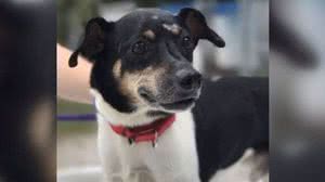 Imagem Cachorro alerta família de incêndio e morre ao ser deixado pra trás