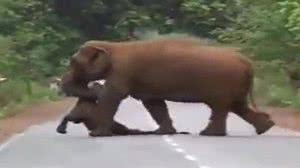 Acredita-se que ela tenha carregado o corpo por ao menos 7 quilômetros | Foto: Reprodução