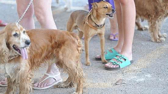 Foto: Fabio Rodrigues Pozzebom / Reprodução