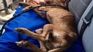 Mais de um mês após furacão Dorian, cachorro é encontrado vivo entre escombros | Divulgação/Big Dog Ranch Rescue