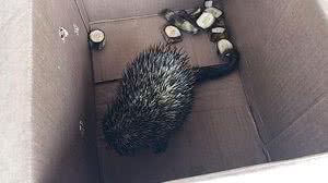 TV Pajuçara / Henrique Pereira