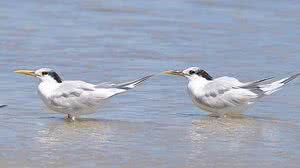 Decreto de estado de emergência zoossanitária foi emitido no dia 22, pelo Ministério da Agricultura e Pecuária | Foto: Wikimedia/Cláudio Dias Timm