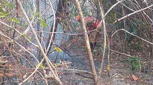 Arquivo/Bombeiros-GO