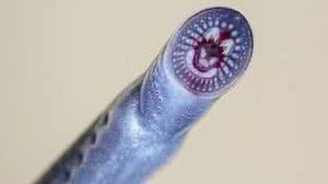 Foto: David Moffatt/Griffith University