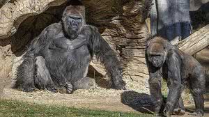 Reprodução / San Diego Zoo Safari Park