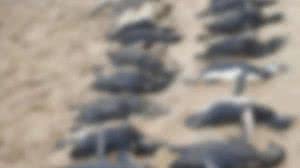 Foto: Divulgação/PMP