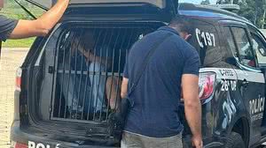 Reprodução / Diário do Centro do Mundo