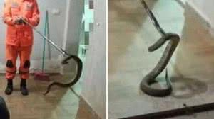 A cobra foi encontrada na garagem de uma residência | Foto: Reprodução/Corpo de Bombeiros