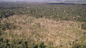 Os números foram divulgados pelo Greenpeace | Foto: Reprodução/Greenpeace