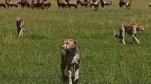 Great Plains Conservation