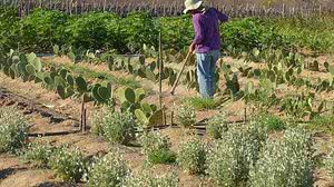 Imagem Produtores rurais têm até o final do mês para garantir benefício de regularização ambiental