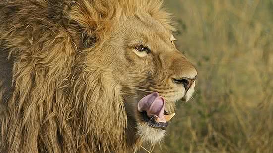 Receita Federal libera sistema de declaração para IR 2019 | Pexels