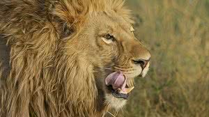 Receita Federal libera sistema de declaração para IR 2019 | Pexels