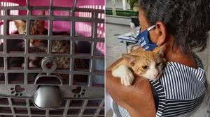 Imagem Ação social realiza castração de animais de rua no interior de Alagoas