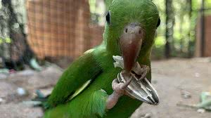 Foto: Divulgação do Viveiro Cecropia