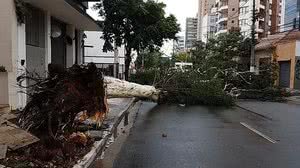Ventos derrubaram árvores em São Paulo, em 2021 | Reprodução