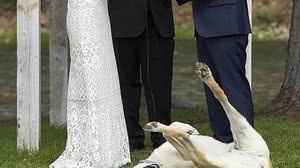 Boone, o labrador, não se conteve durante a cerimônia de casamento de seus tutores | Chris Davis / Good Road Co