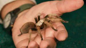 Imagem Homem cria tarântula de estimação para manter sogra afastada; entenda