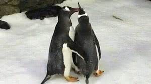 Casal de pinguins gays vive na Austrália | Sydney Aquarium