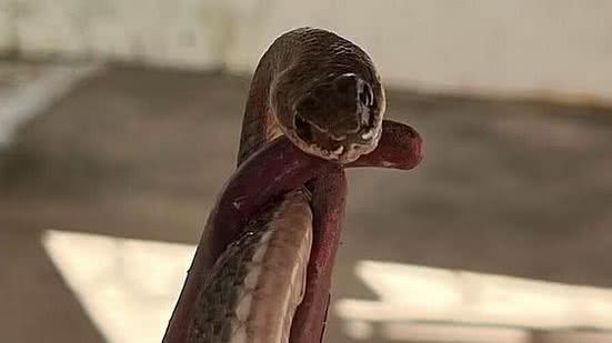 Foto: Divulgação/CBM-MG