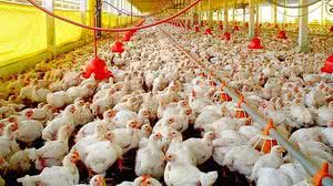 Foto: Site Aves e Ases