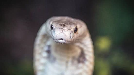 Ivan Mattos / Zoológico de Brasília