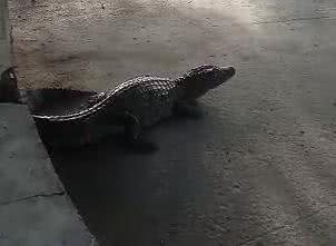 Foto: Cortesia ao TNH1