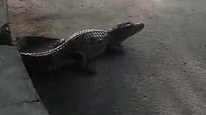 Foto: Cortesia ao TNH1