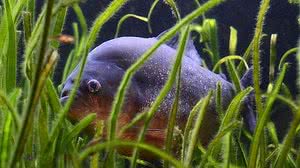 Reprodução / Pixabay