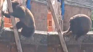 Animal é conhecido como "macaco roncador" | Foto: Reprodução