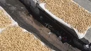 Alimento com suspeita de contaminação por fezes e urina de roedores | Vigilância Sanitária Municipal