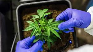 Foto: Reprodução/Pixabay