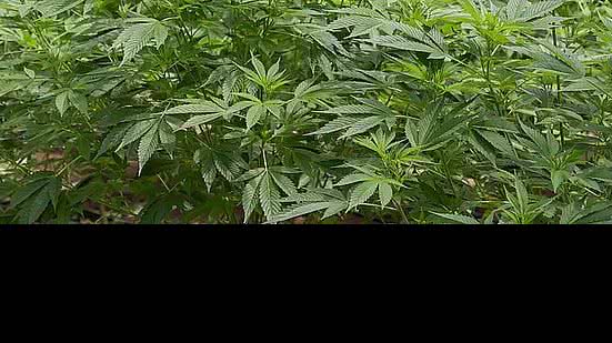 Reprodução / Agência Brasil