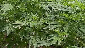 Reprodução / Agência Brasil