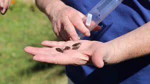 Rogério Silva / OPAS / OMS