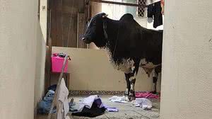 Corpo de Bombeiros Militar