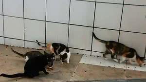 Rede Bahia de Televisão