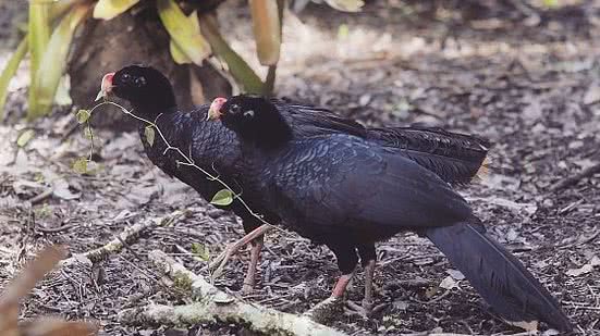 Extinto na natureza, Mutum-de-Alagoas poderá ser visto de perto pelos visitantes | Agência Alagoas